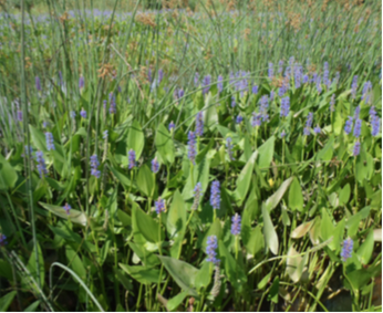 Figure 15. Flowering plants are attractive to butterflies